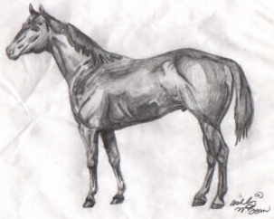 First horse I ever drew